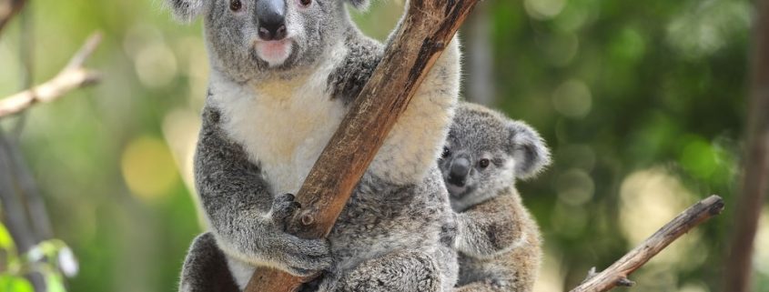 un koala